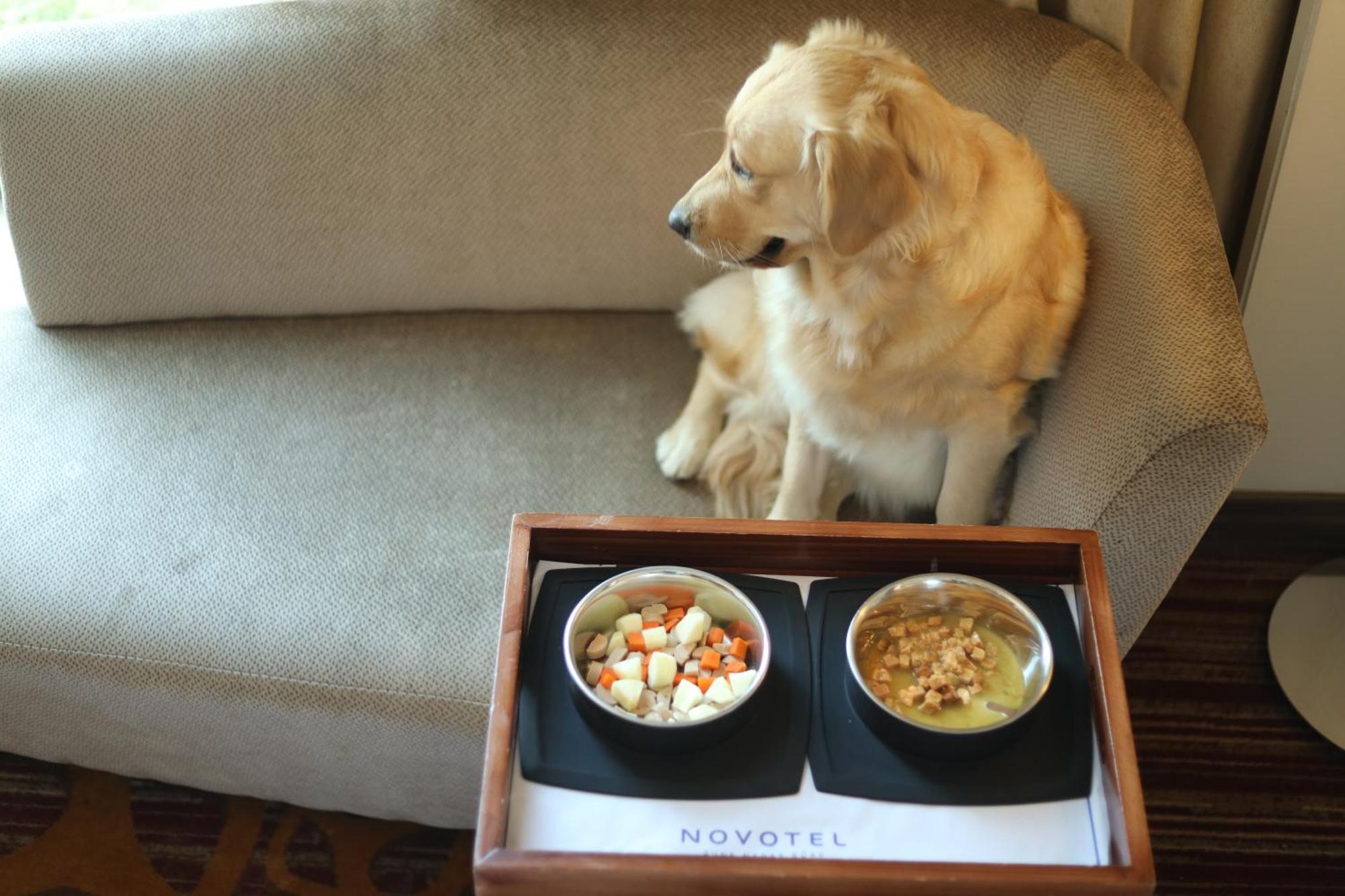 Novotel Pune Viman Nagar Road Zewnętrze zdjęcie A dog with two bowls of food
